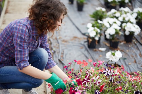 Regular hedge care for a healthy Barnsbury boundary