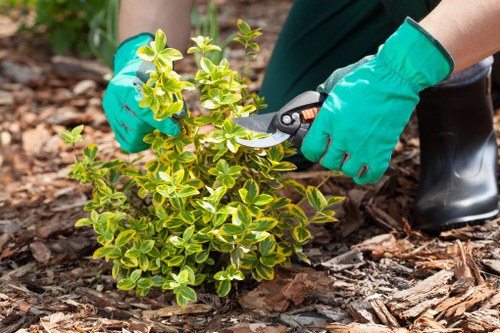 Urban garden upkeep in Barnsbury with hedges and pathways